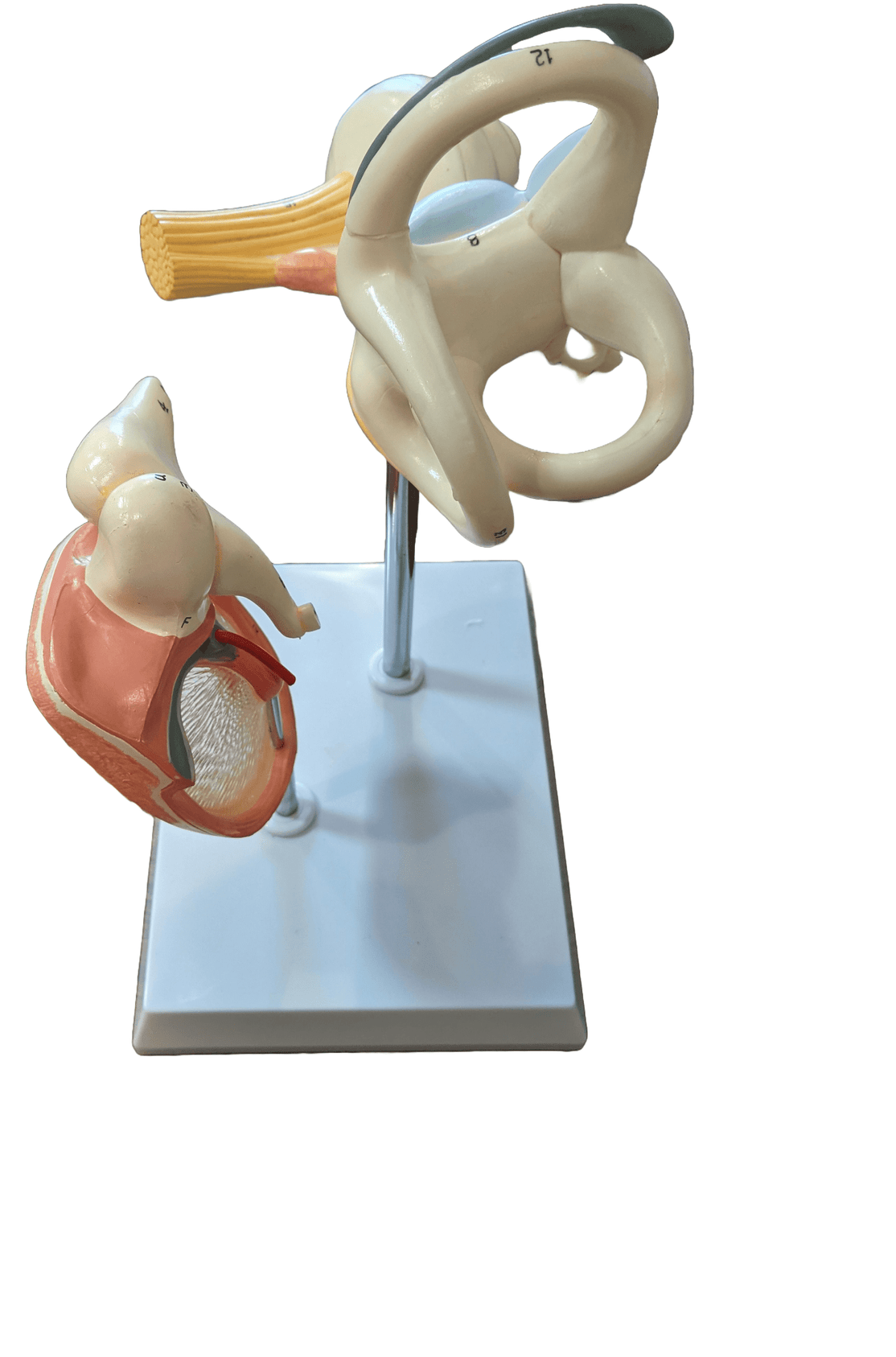 Enlarged Labyrinth Ossicles Tympanic Membrane - Limited Edition, Sold As-Is