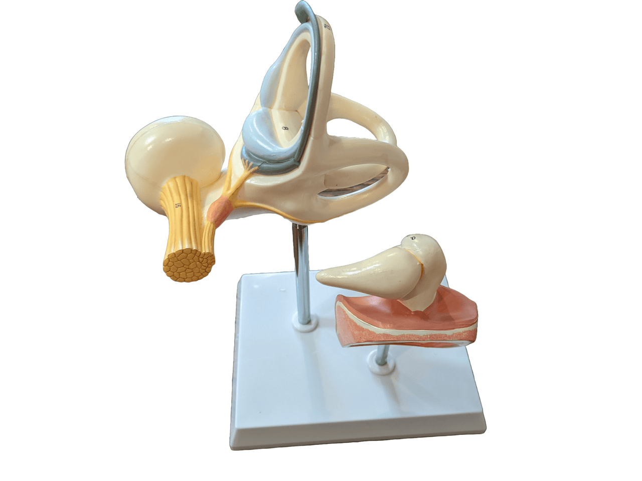 Enlarged Labyrinth Ossicles Tympanic Membrane - Limited Edition, Sold As-Is