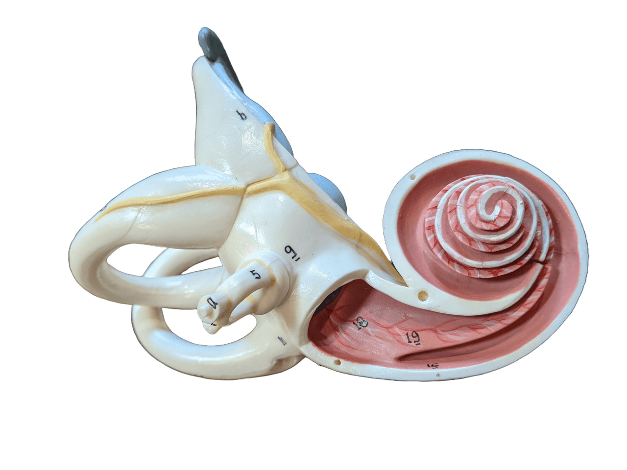 Enlarged Labyrinth Ossicles Tympanic Membrane - Limited Edition, Sold As-Is