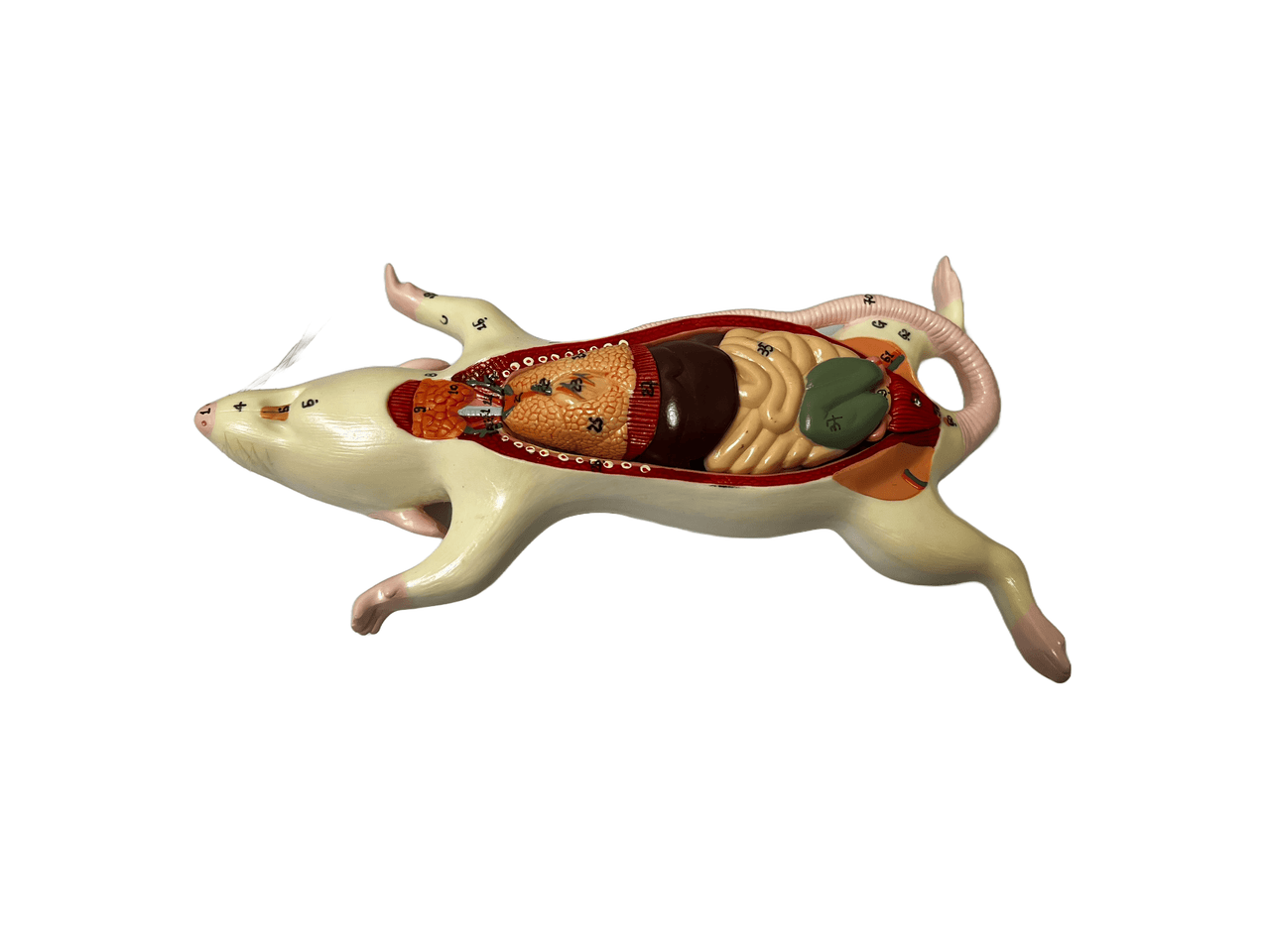 Rat Dissection Model - Limited Edition, Sold As-Is