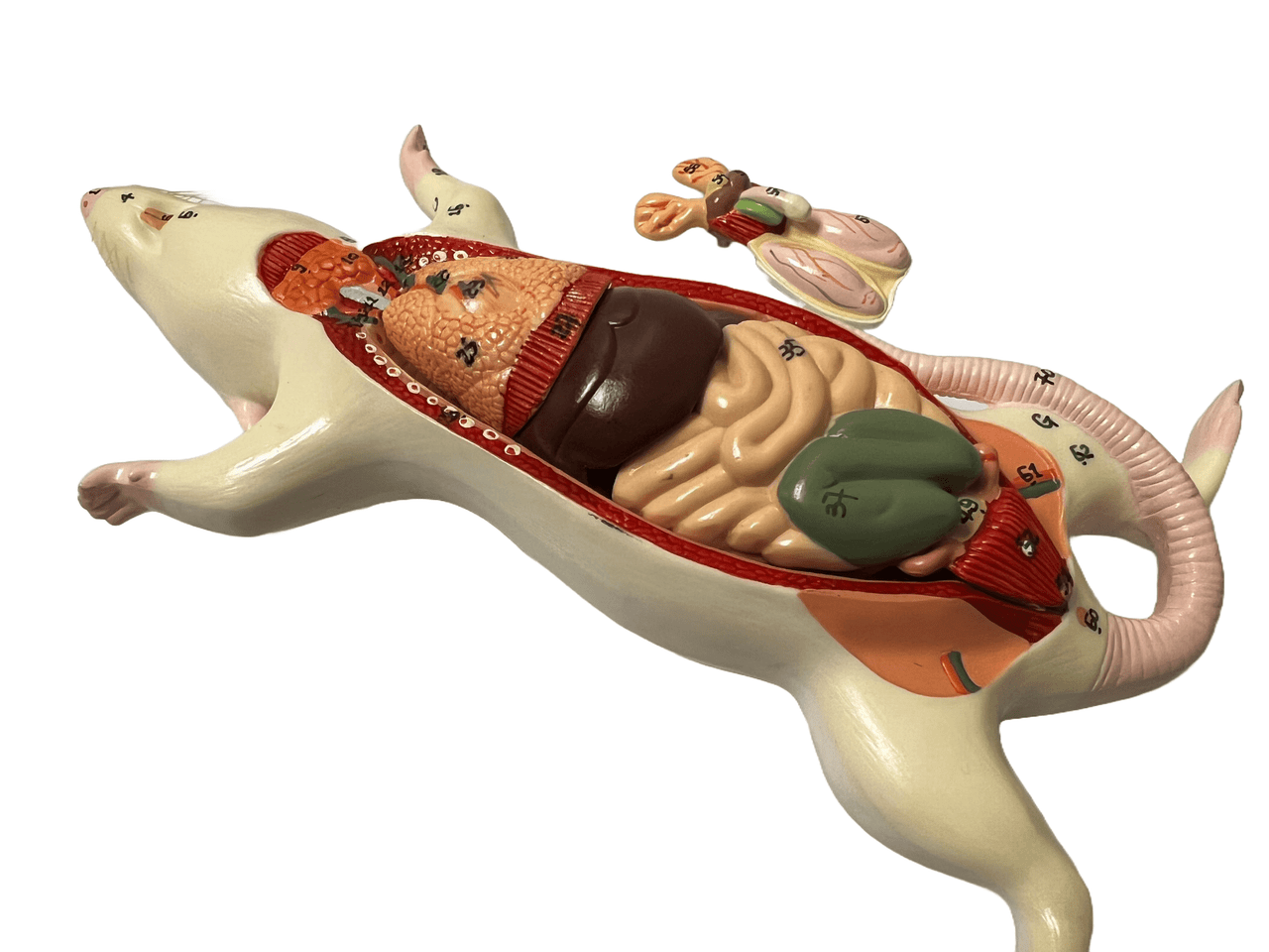 Rat Dissection Model - Limited Edition, Sold As-Is
