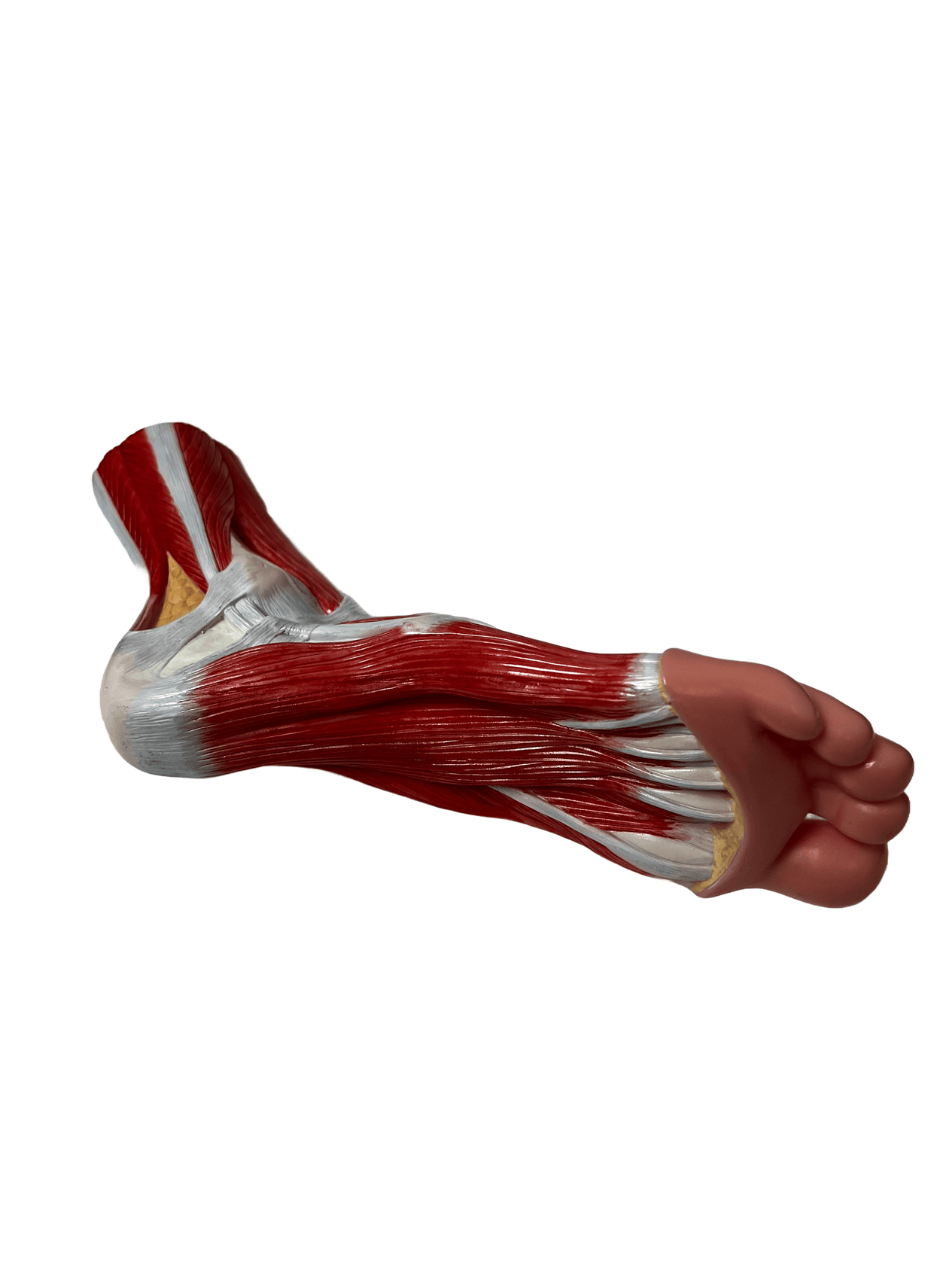 Dissected Foot Model with Ligaments and Muscles - Limited Edition, Sold As-Is