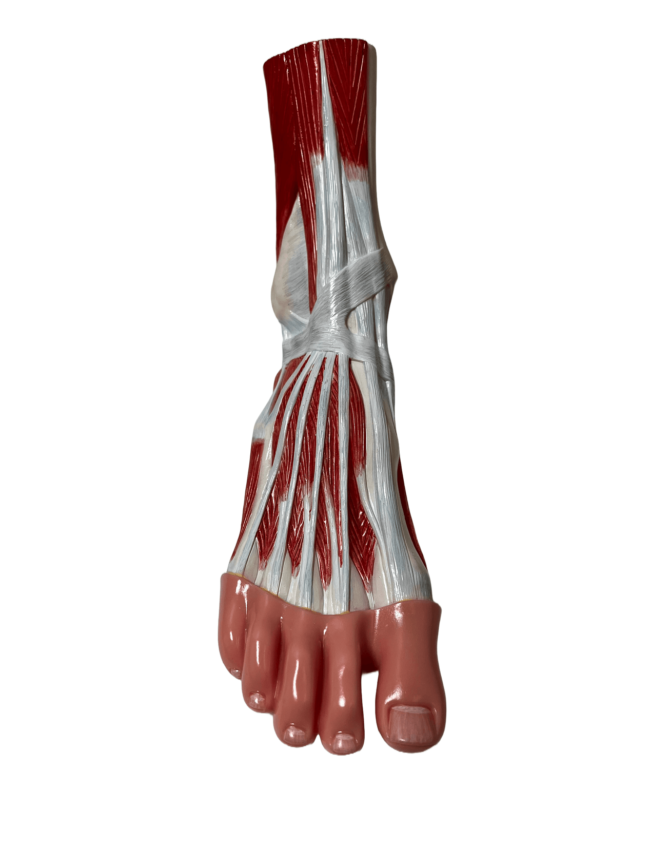 Dissected Foot Model with Ligaments and Muscles - Limited Edition, Sold As-Is