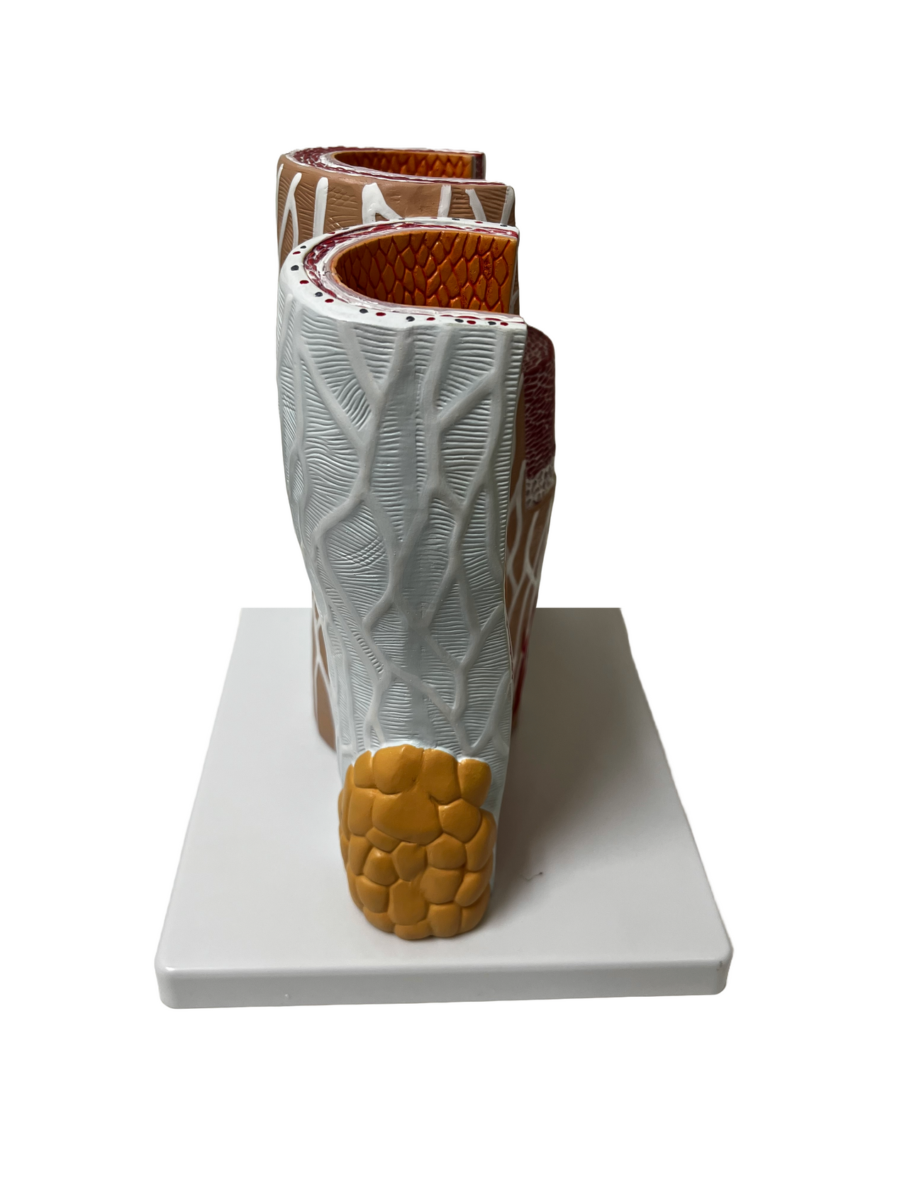 Cross Section of Artery and Vein Model - Limited Edition, Sold As-Is