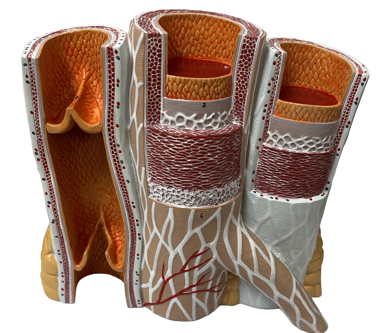 Cross Section of Artery and Vein Model - Limited Edition, Sold As-Is