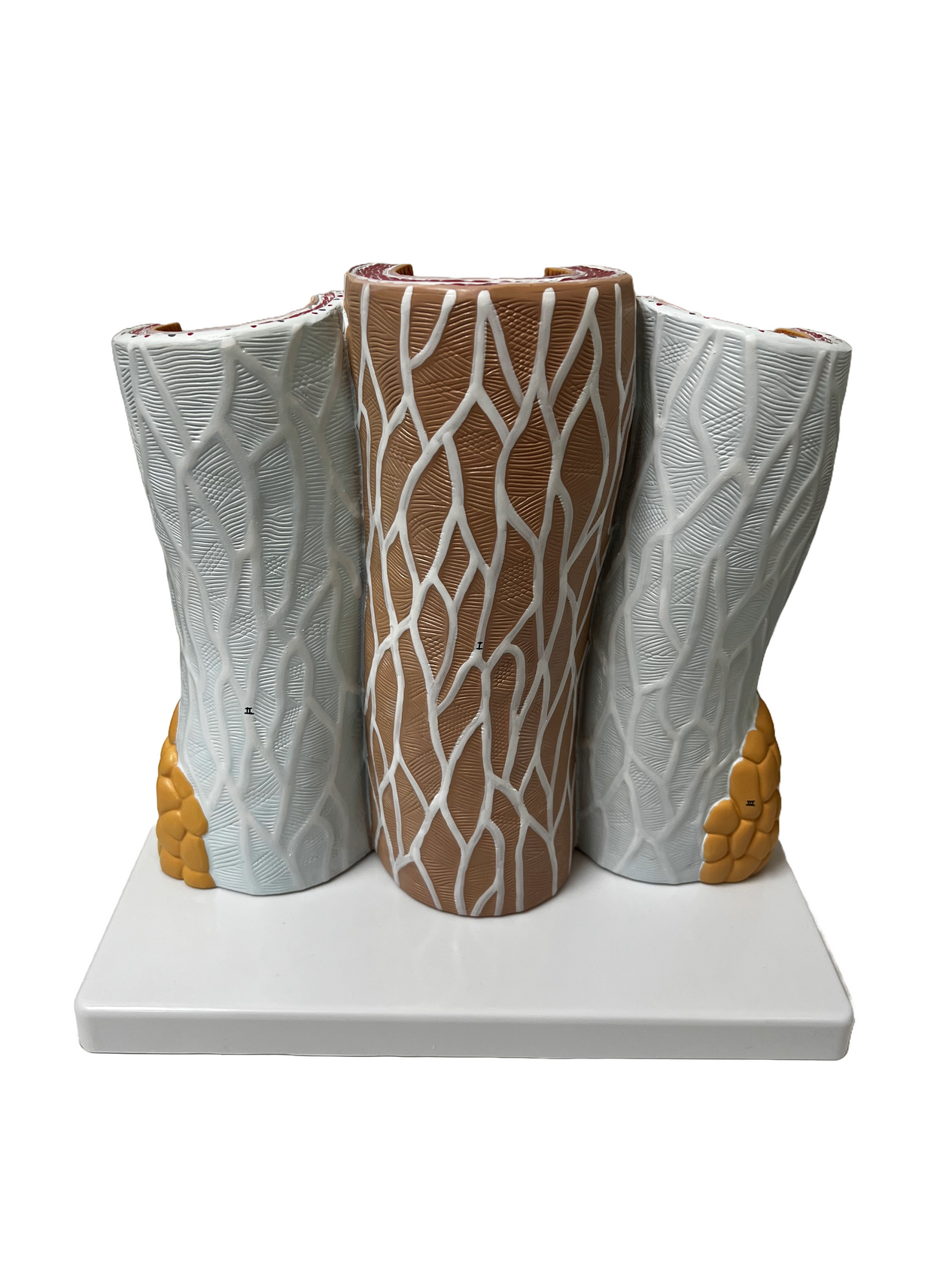 Cross Section of Artery and Vein Model - Limited Edition, Sold As-Is