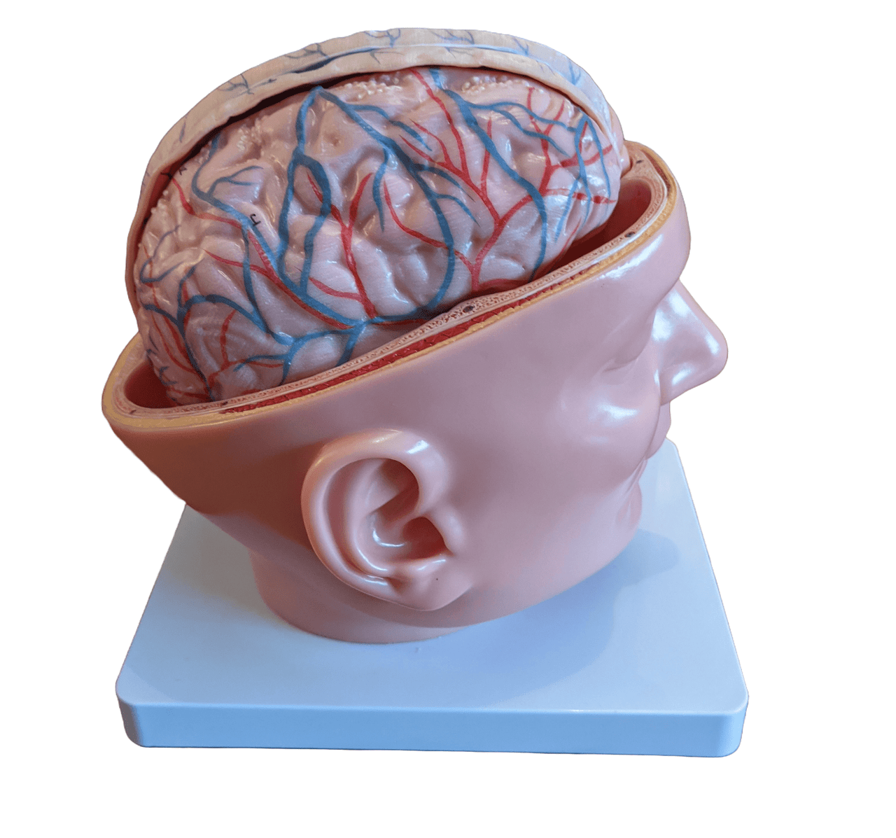 Human Head with Brain Model (7-Parts) - Limited Edition, Sold As-Is