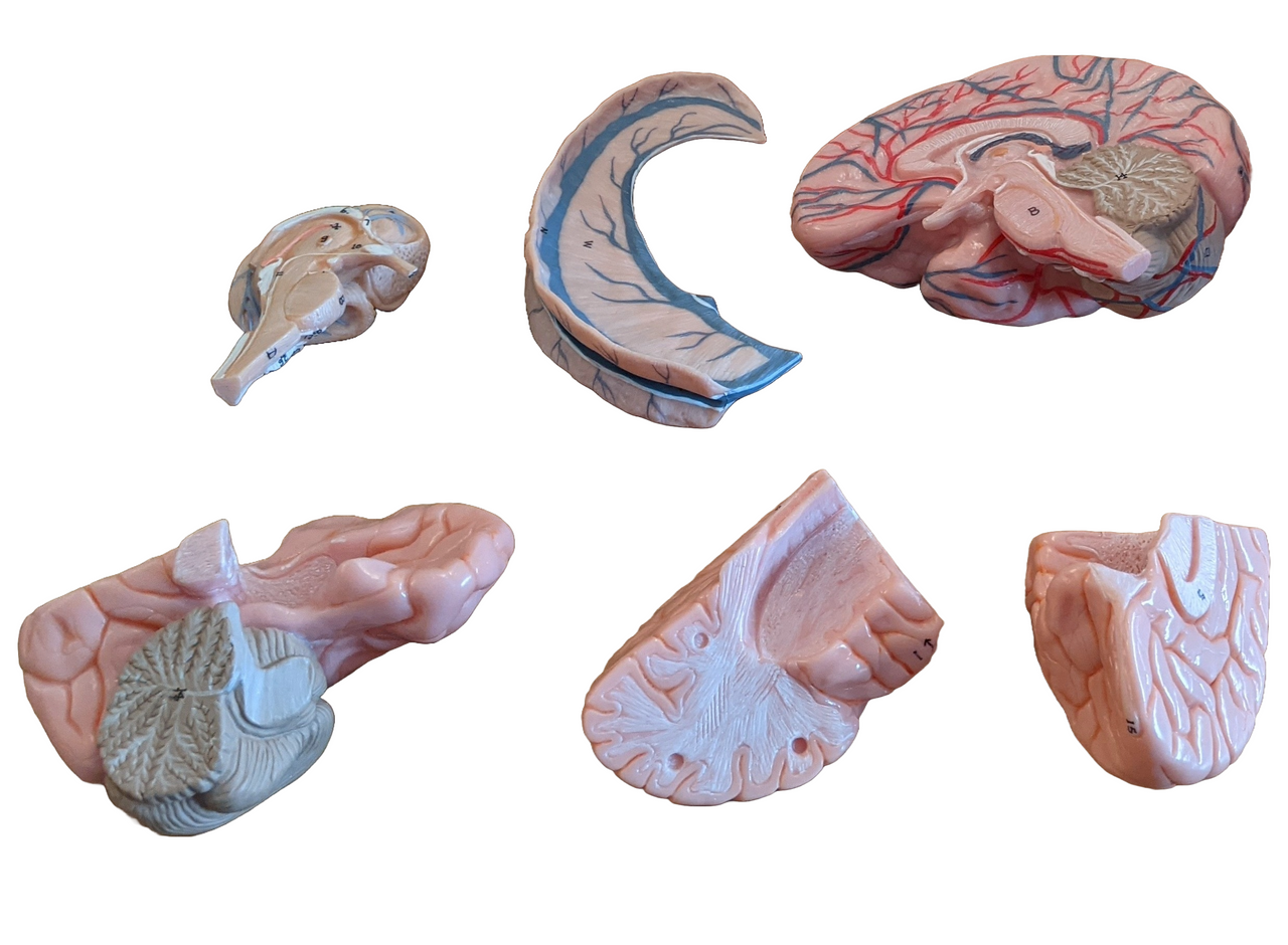 Human Head with Brain Model (7-Parts) - Limited Edition, Sold As-Is