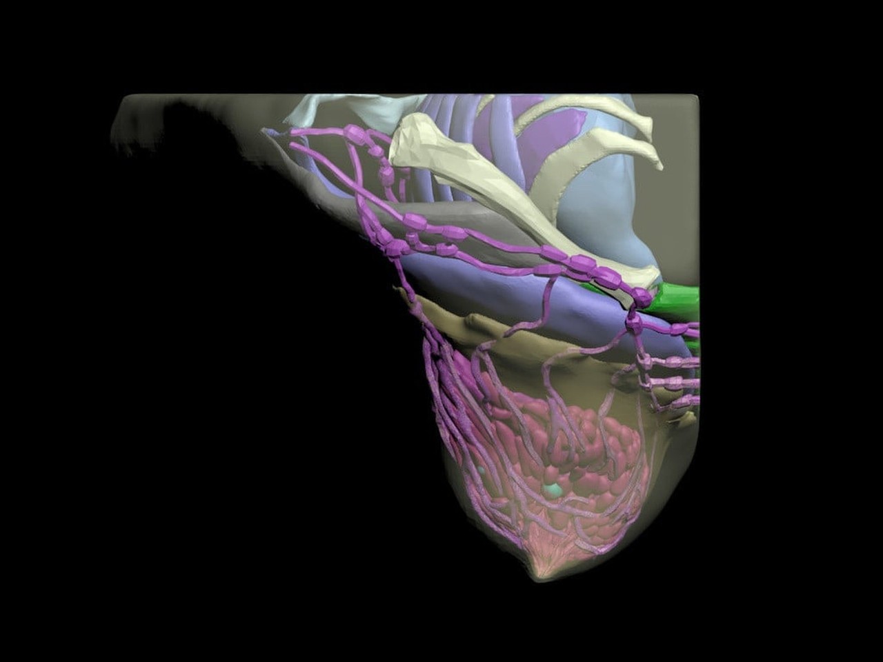 Adult Breast (Simple) for X-Ray CT, US
