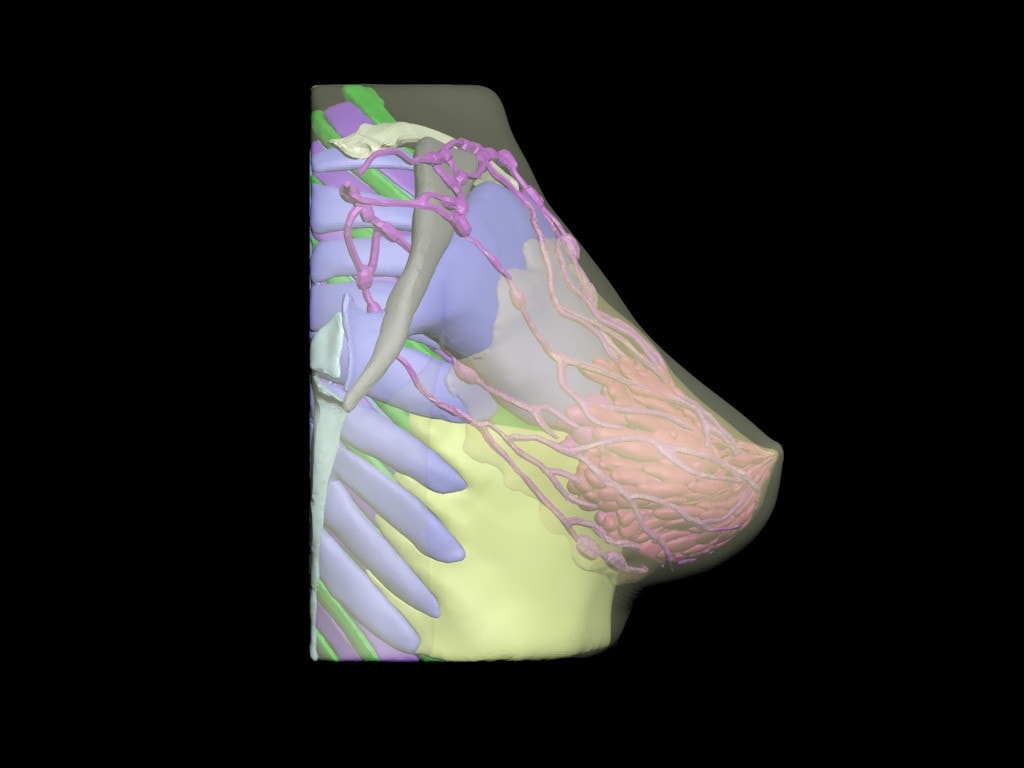 Adult Female Breast Phantom Model - Design