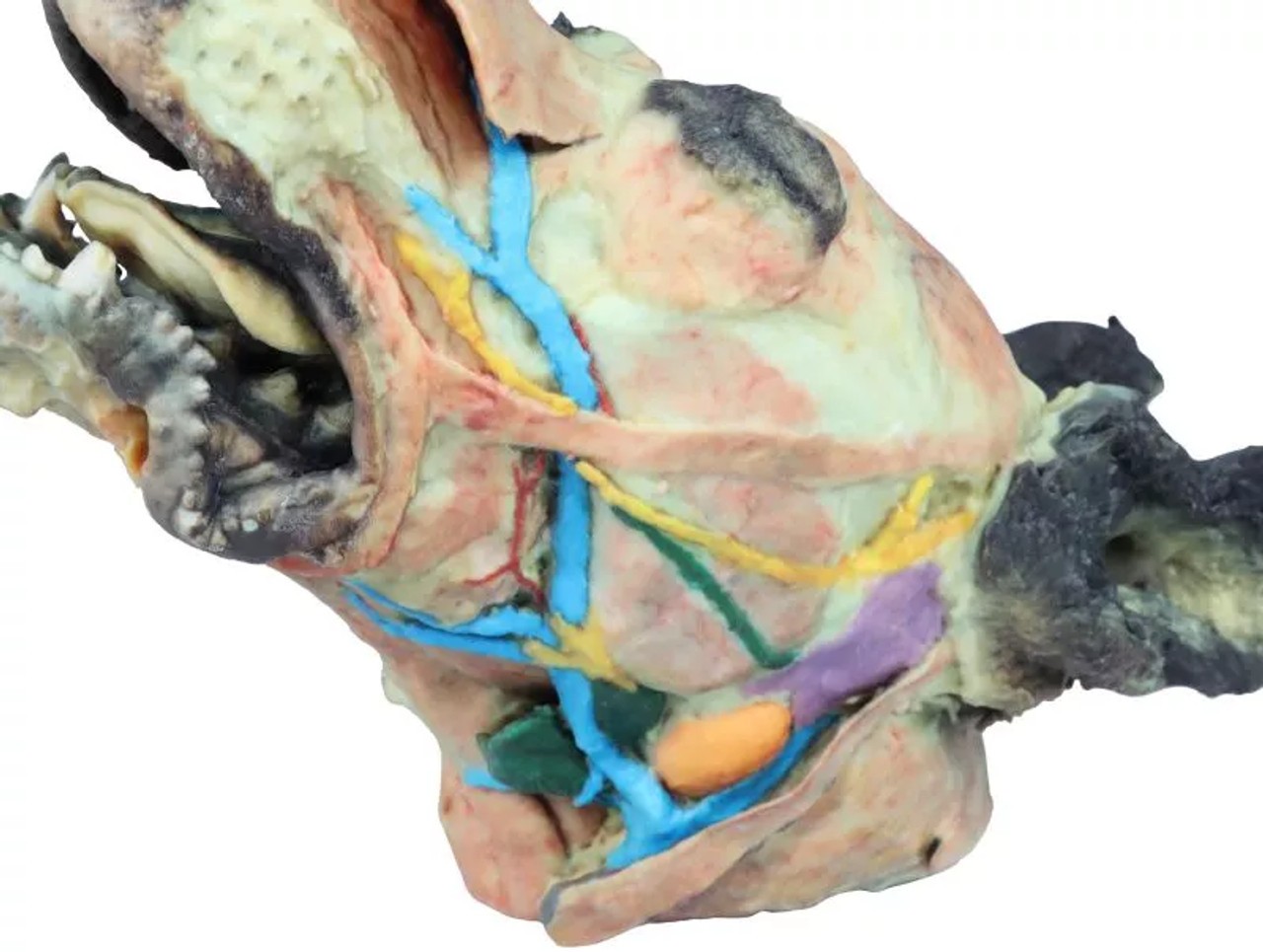 3D Printed Deep Dissection and Superficial - Dog Head left side close up