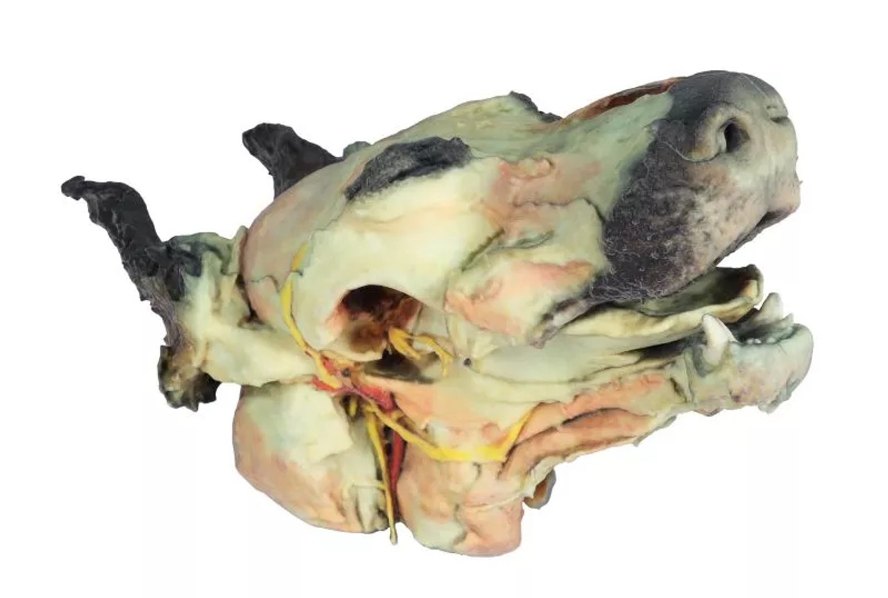 3D Printed Deep Dissection and Superficial - Dog Head right side angled forward