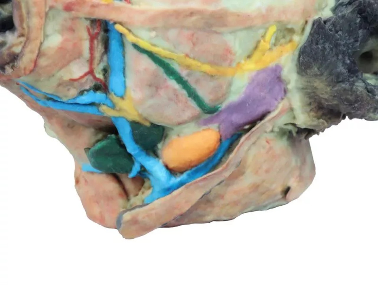 3D Printed Deep Dissection and Superficial - Dog Head left side close up on neck