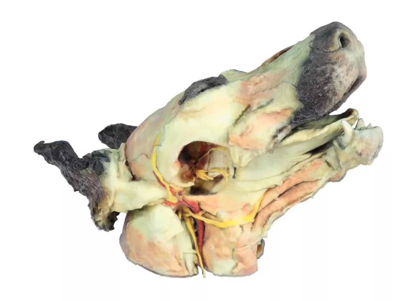 3D Printed Deep Dissection and Superficial - Dog Head right side angled up
