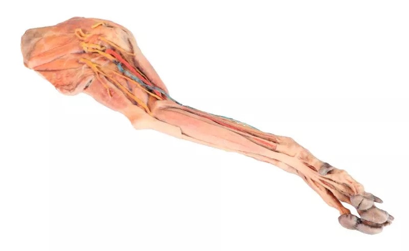 Muscle, Tendons, Ligaments, Vessels and Nerves Distal to the Elbow - Dog Forelimb under view