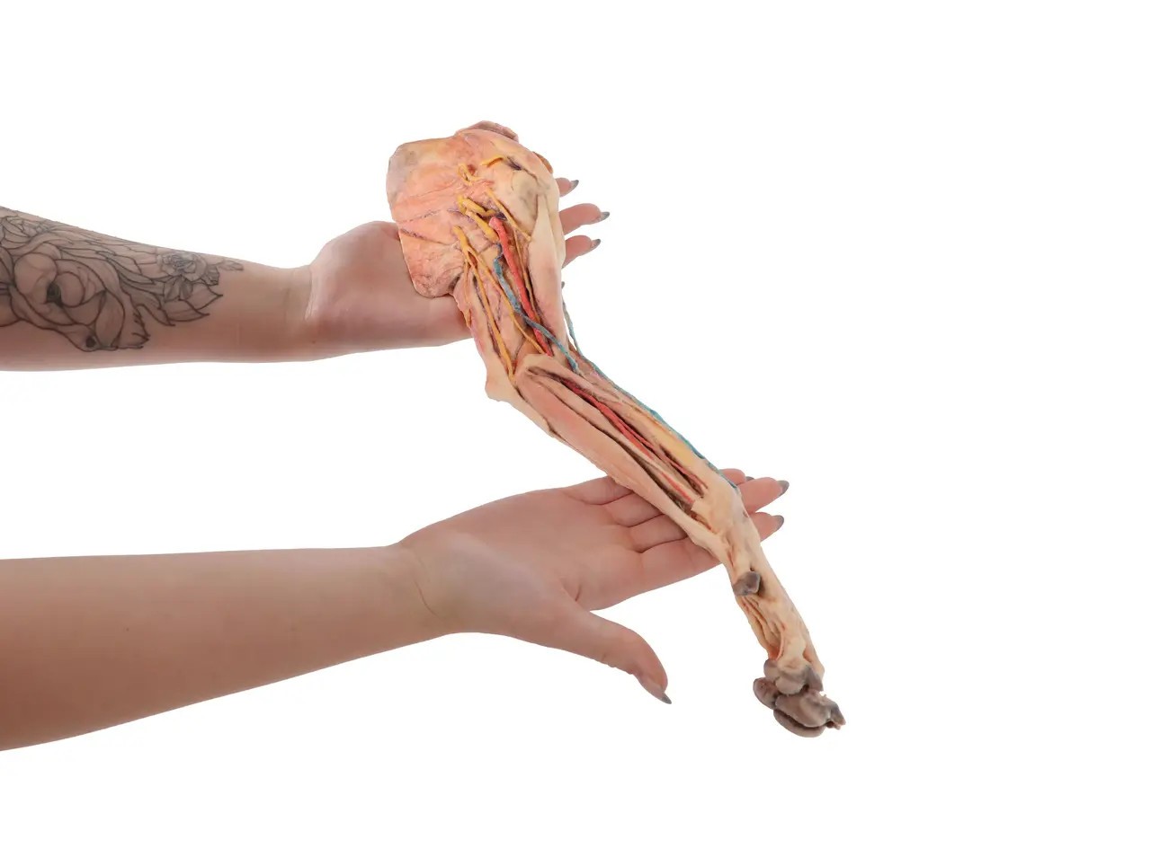 Muscle, Tendons, Ligaments, Vessels and Nerves Distal to the Elbow - Dog Forelimb product scale