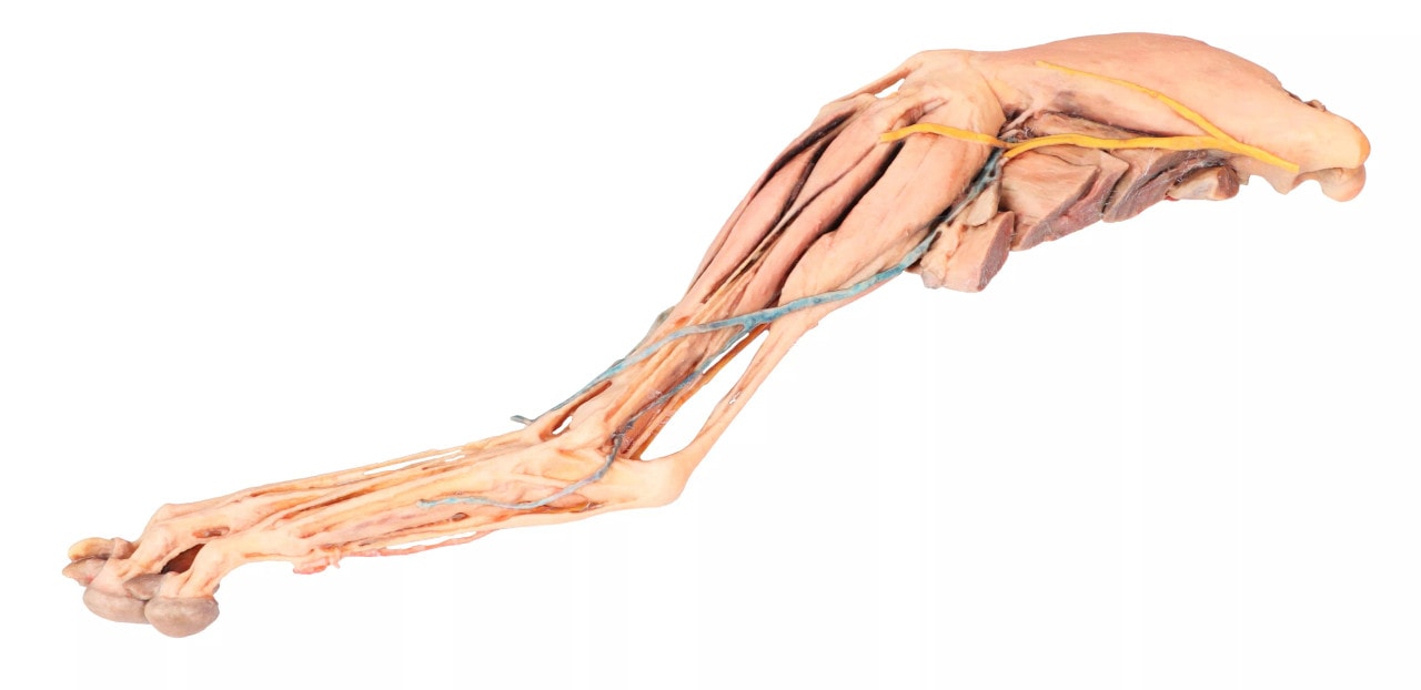 Muscle, Tendons, Ligaments, Vessels and Nerves Distal to the Elbow - Dog Hindlimb