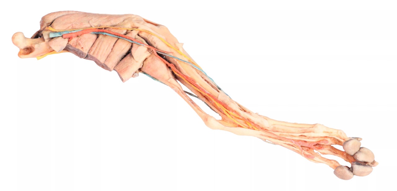 Muscle, Tendons, Ligaments, Vessels and Nerves Distal to the Elbow - Dog Hindlimb close up of bottom of leg