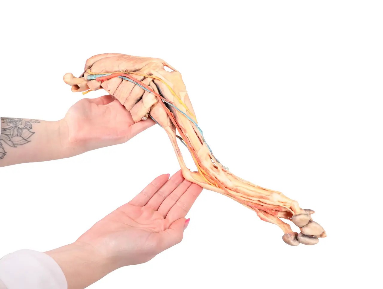 Muscle, Tendons, Ligaments, Vessels and Nerves Distal to the Elbow - Dog Hindlimb scale from the right side