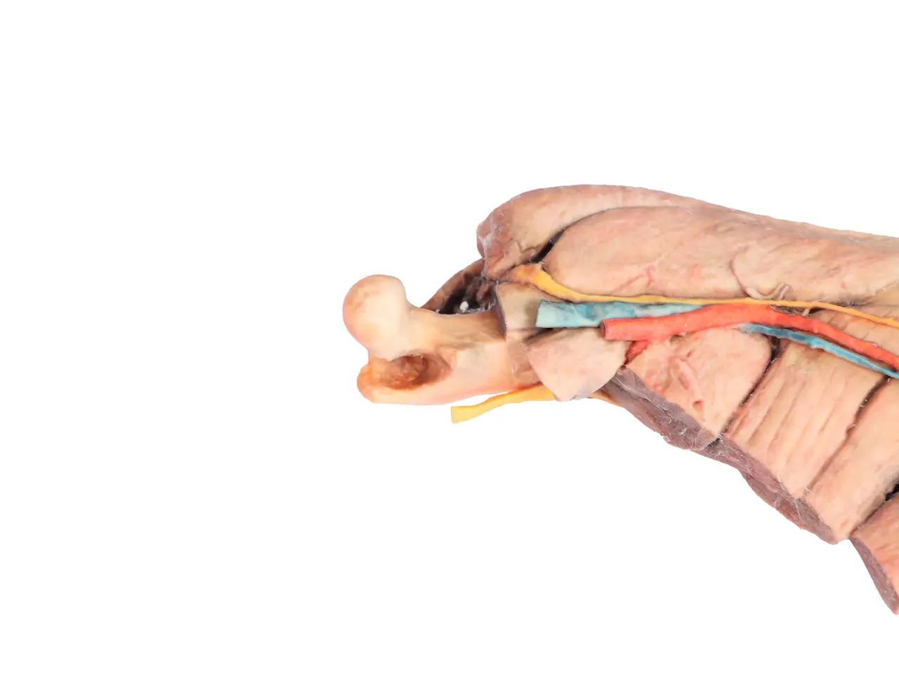 Muscle, Tendons, Ligaments, Vessels and Nerves Distal to the Elbow - Dog Hindlimb close up of upper hindleg