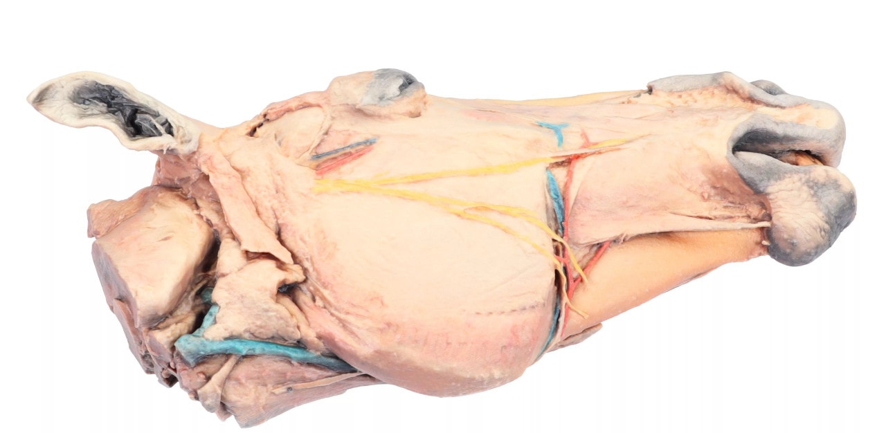 Horse Sagittal Half Head 3D Printed Model top view