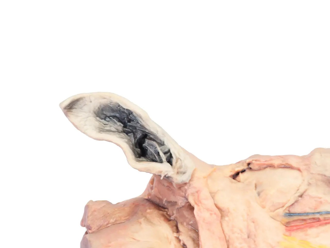 Horse Sagittal Half Head 3D Printed Model zoomed view of ear