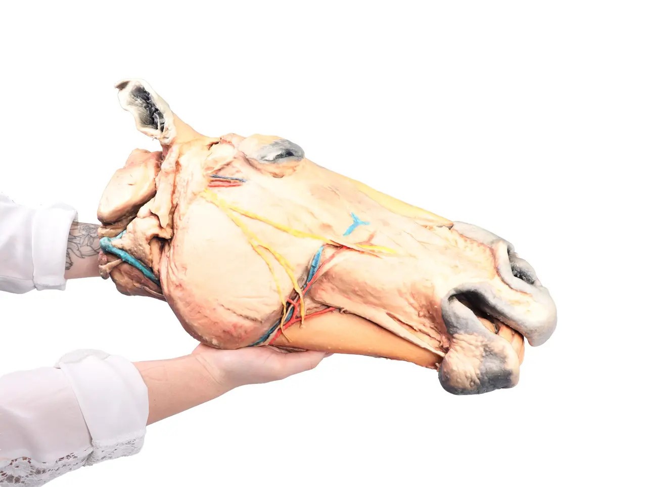 Horse Sagittal Half Head 3D Printed Model for scale