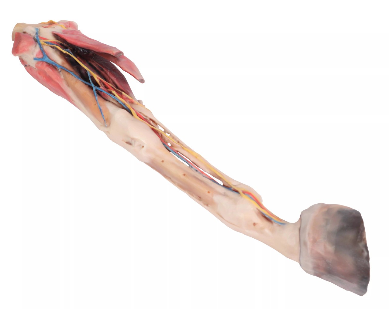 1/3 life-size anatomical model of a horse forelimb showing muscles, tendons, ligaments, vessels, and nerves distal to the elbow