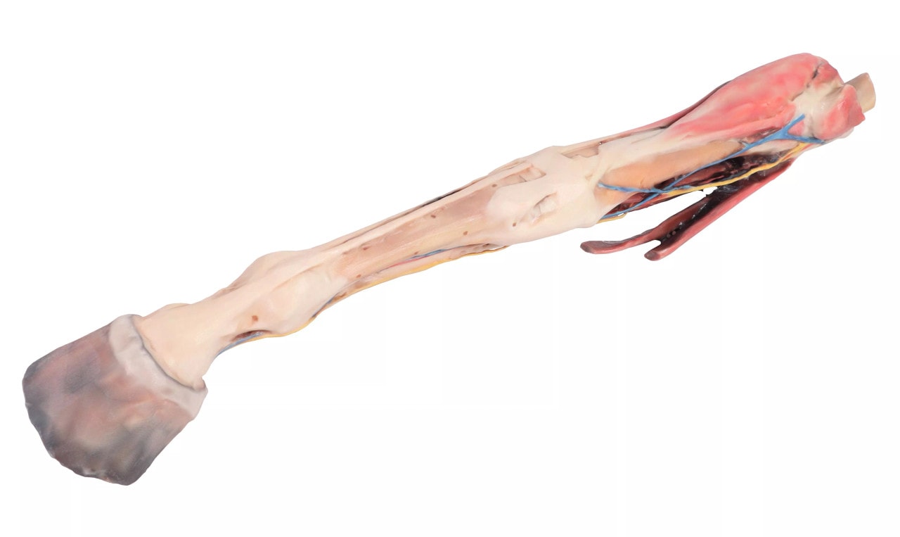 1/3 life-size anatomical model of a horse forelimb showing muscles, tendons, ligaments, vessels, and nerves distal to the elbow