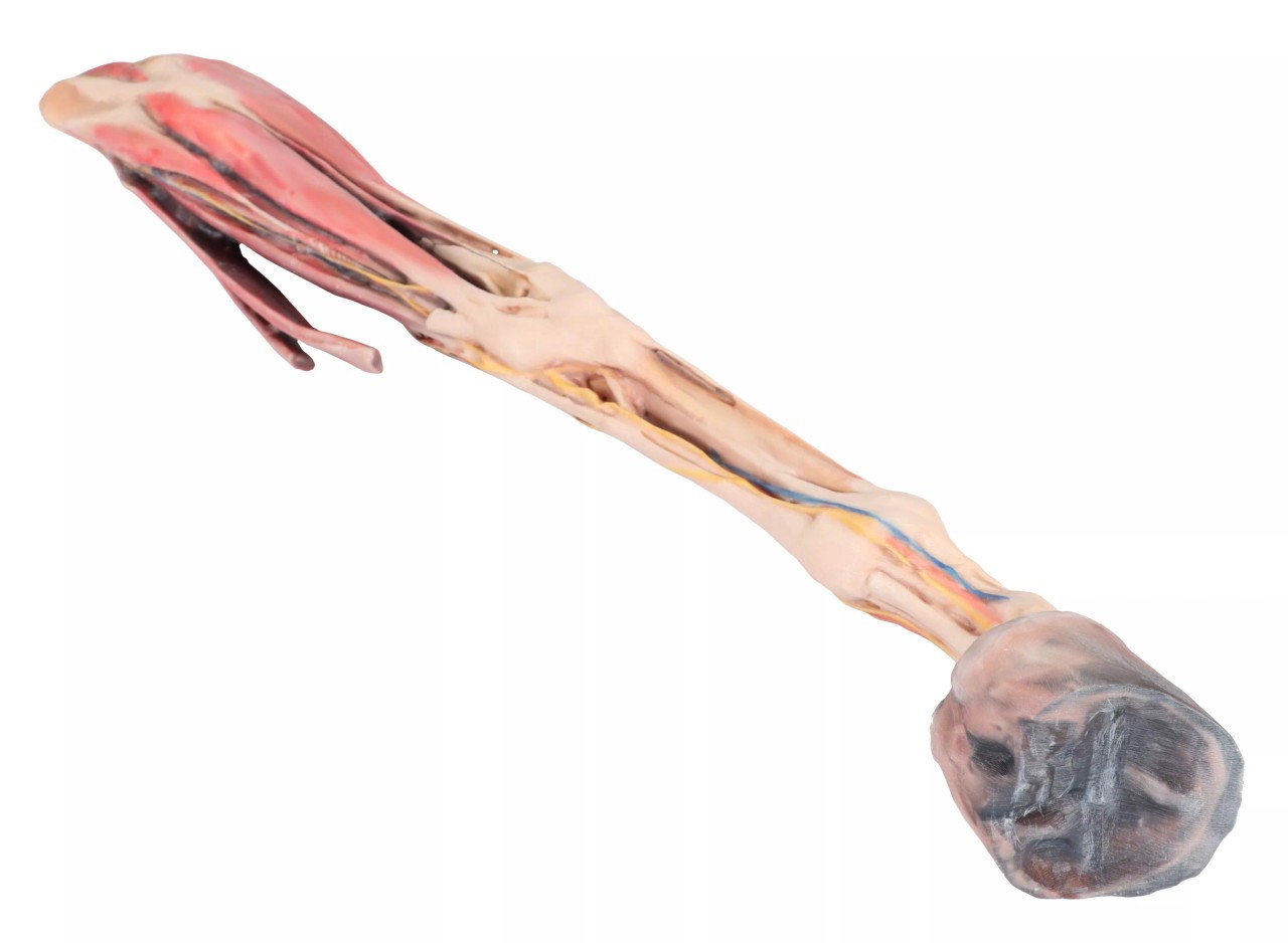 1/3 life-size anatomical model of a horse forelimb showing muscles, tendons, ligaments, vessels, and nerves distal to the elbow