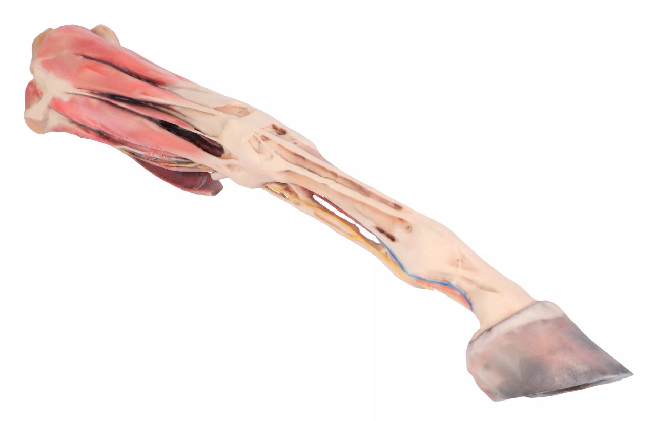 1/3 life-size anatomical model of a horse forelimb showing muscles, tendons, ligaments, vessels, and nerves distal to the elbow