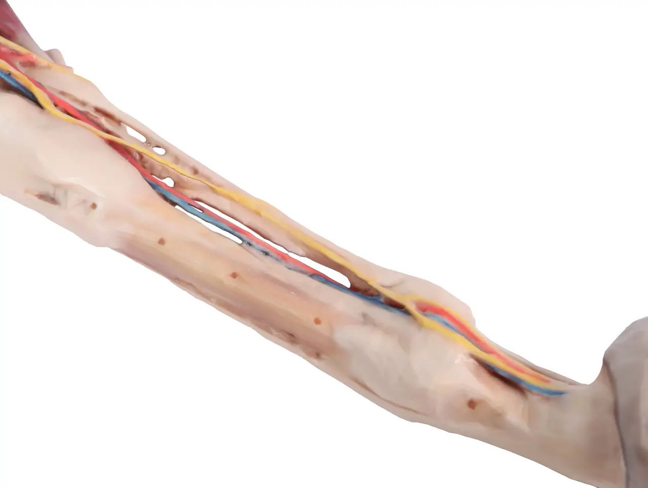 1/3 life-size anatomical model of a horse forelimb showing muscles, tendons, ligaments, vessels, and nerves distal to the elbow