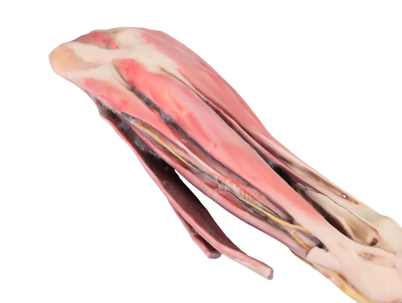 1/3 life-size anatomical model of a horse forelimb showing muscles, tendons, ligaments, vessels, and nerves distal to the elbow