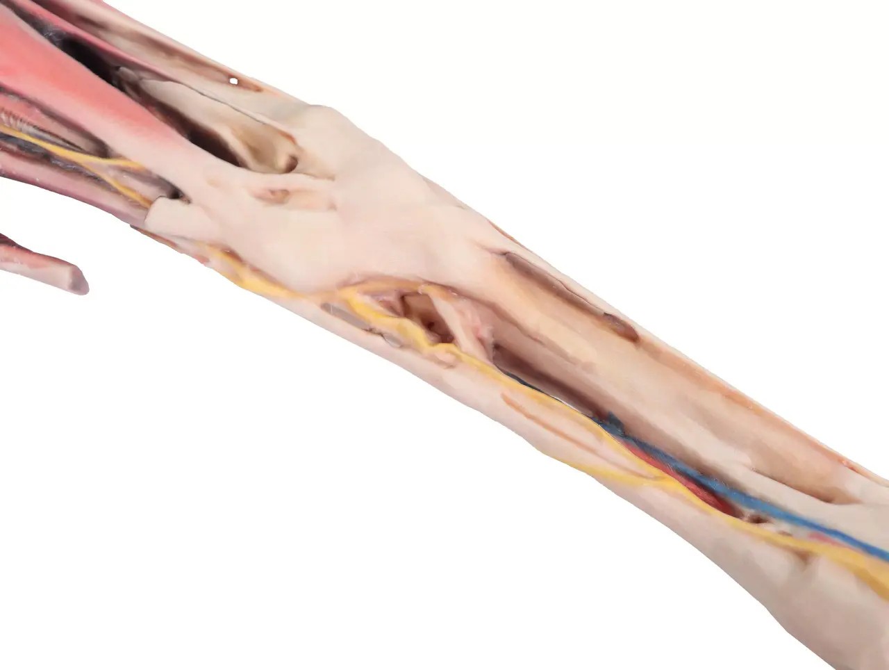 1/3 life-size anatomical model of a horse forelimb showing muscles, tendons, ligaments, vessels, and nerves distal to the elbow
