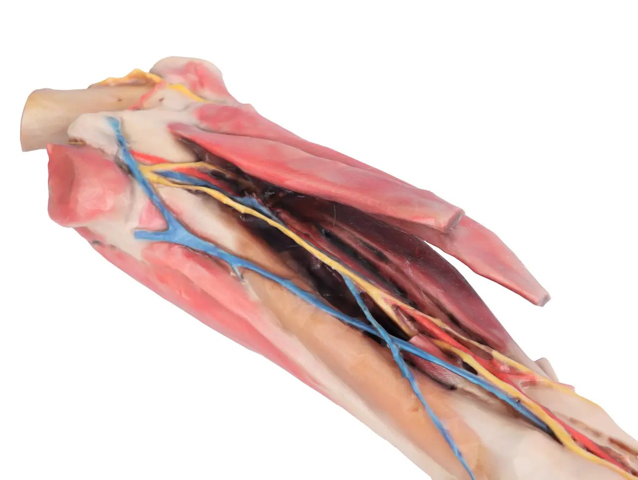 1/3 life-size anatomical model of a horse forelimb showing muscles, tendons, ligaments, vessels, and nerves distal to the elbow