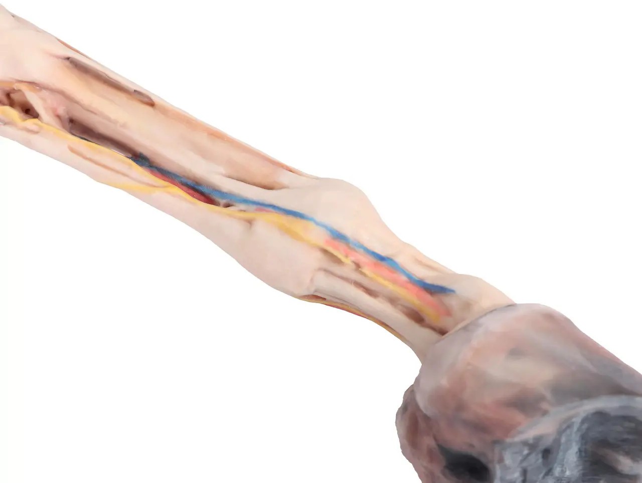 1/3 life-size anatomical model of a horse forelimb showing muscles, tendons, ligaments, vessels, and nerves distal to the elbow