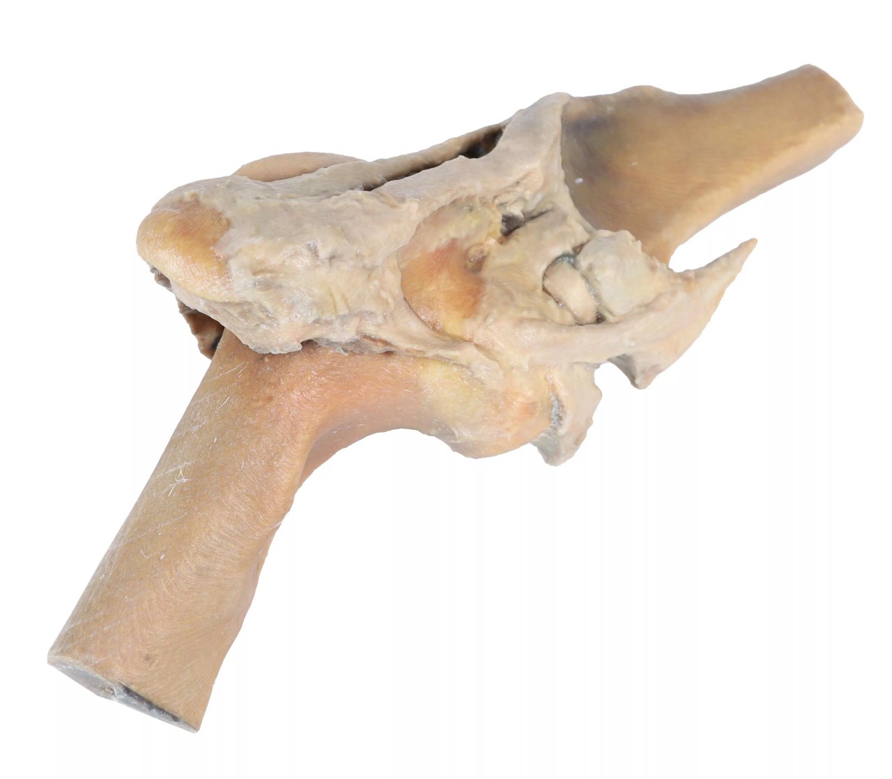 Erler-Zimmer 3D Printed Horse Stifle Joint Dissection | Anatomy
