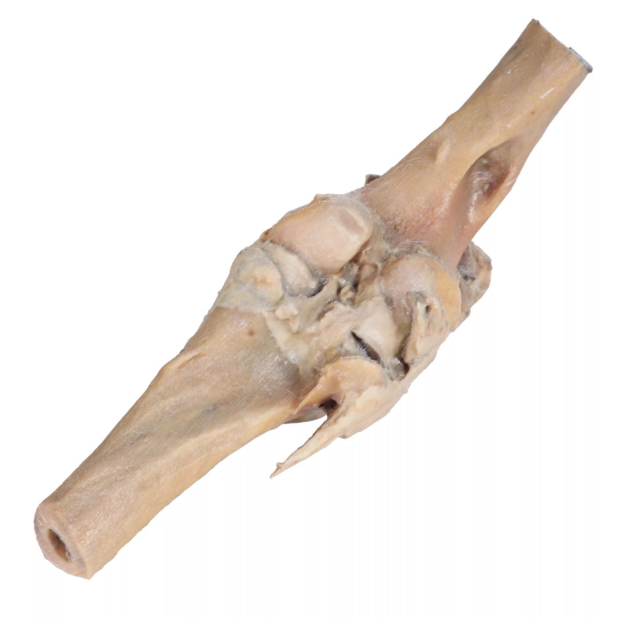 Horse Stifle Joint Dissection 3D Printed Model - bottom view