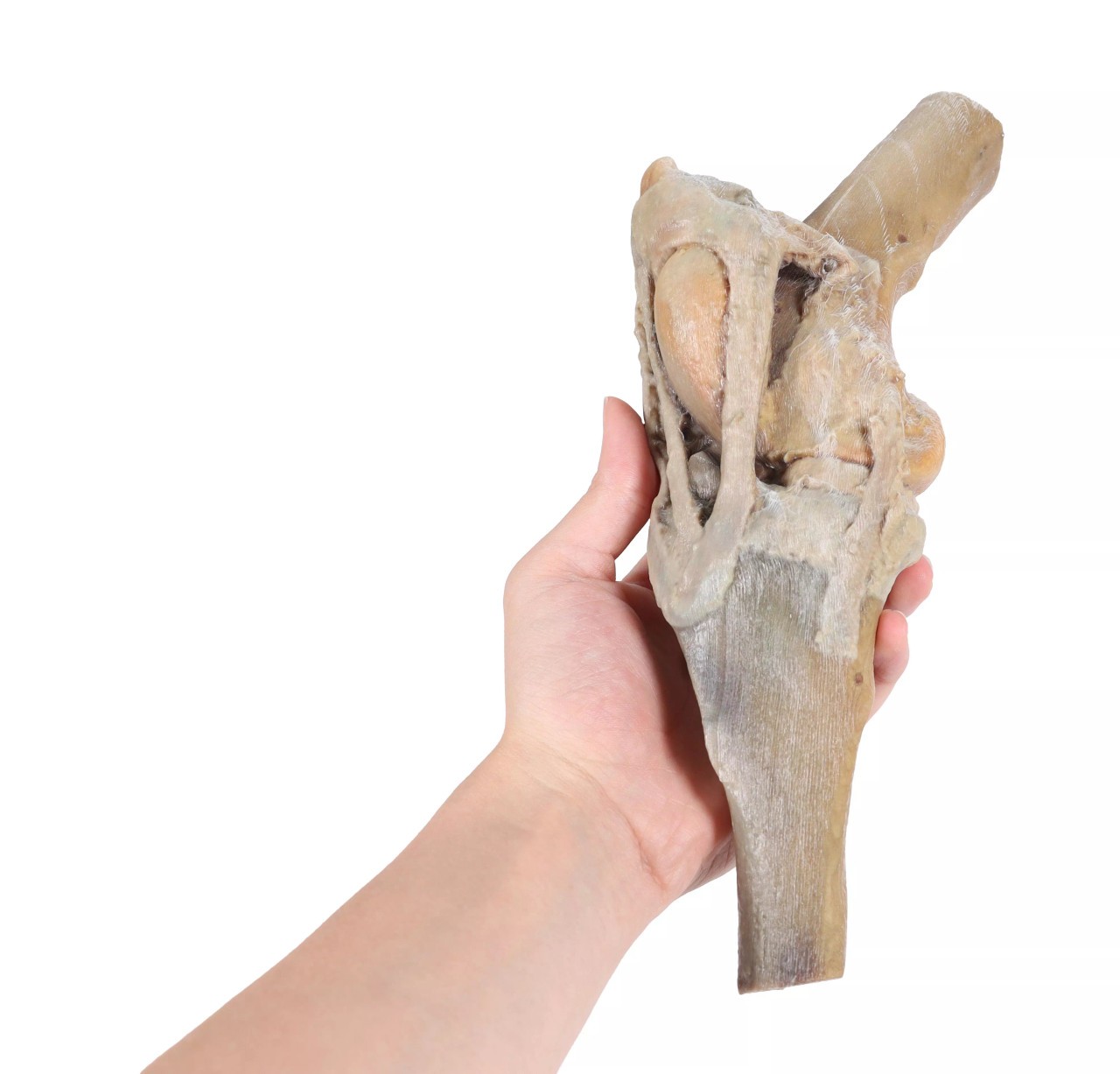 Erler-Zimmer 3D Printed Horse Stifle Joint Dissection | Anatomy