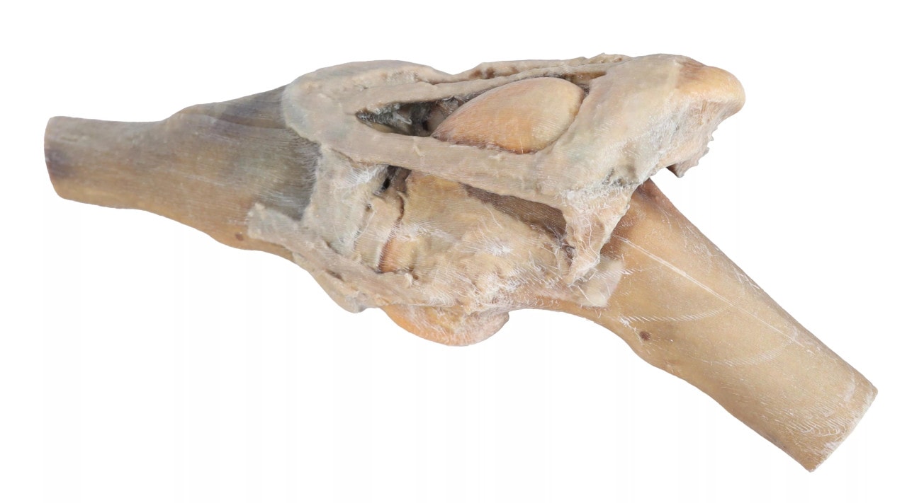 Horse Stifle Joint Dissection 3D Printed Model - side view 2