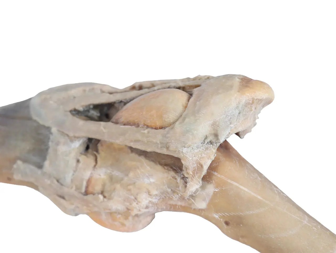 Stifle もみ消し　英3 Erler-Zimmer 3D Printed Horse Stifle Joint Dissection | Anatomy
