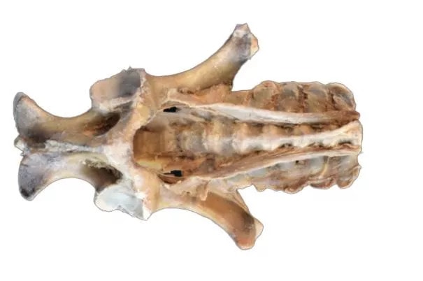 Horse (foal) Pelvis Dissection - Ligaments 3D Printed Model - Top view