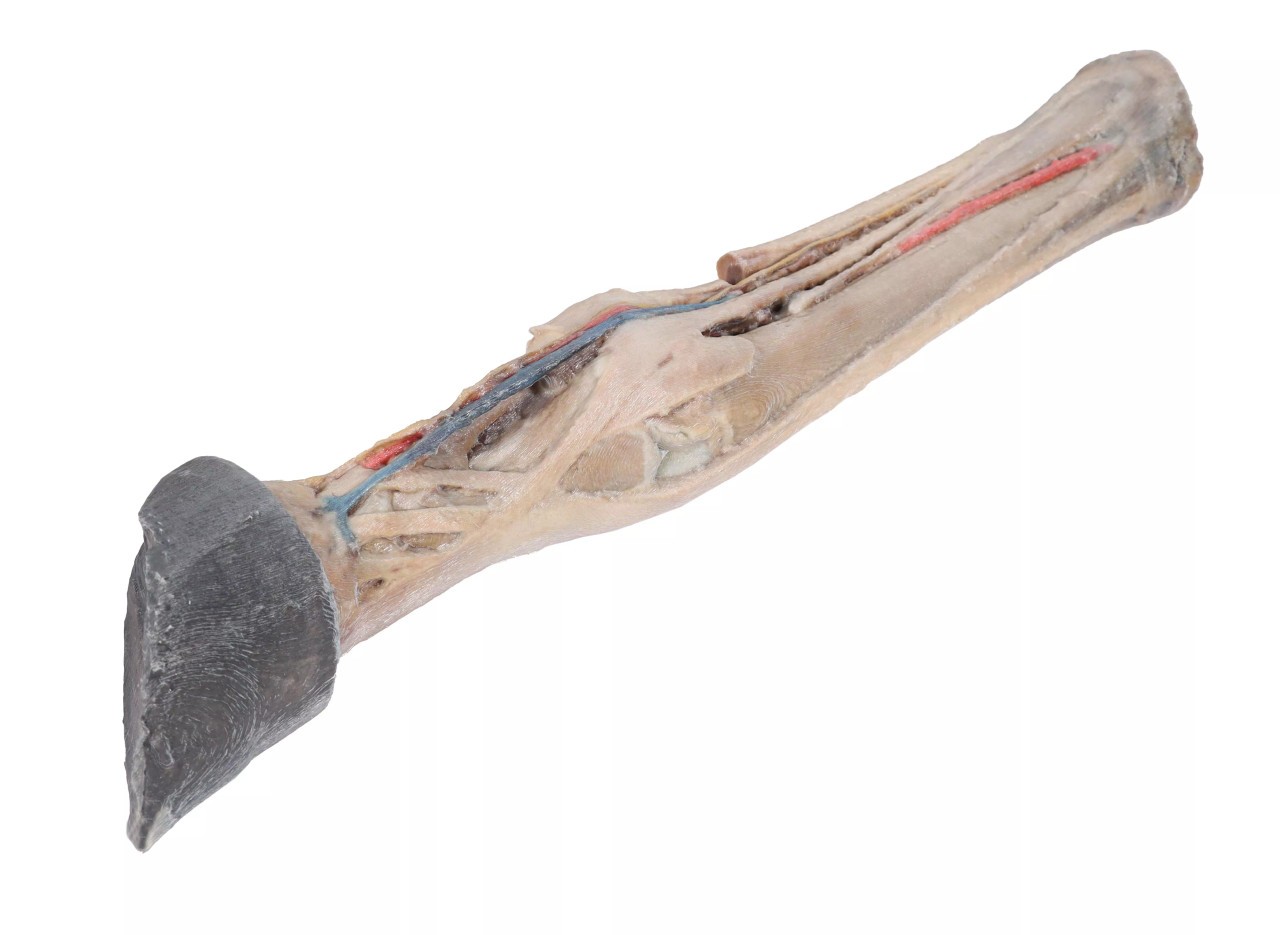 Tendons, Ligaments, Vessels, and Nerves  - Horse Foot 3D Printed 1/3 Size Model - side back view