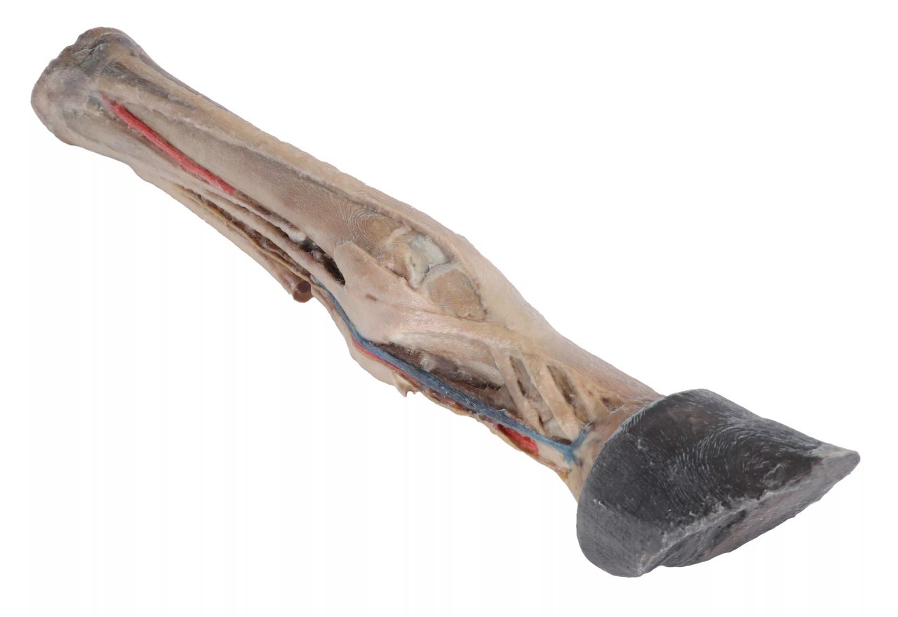 Tendons, Ligaments, Vessels, and Nerves  - Horse Foot 3D Printed 1/3 Size Model - front view