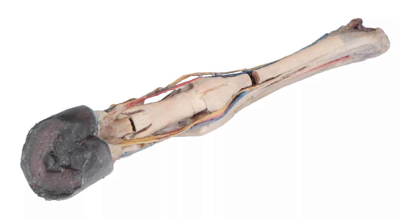 Tendons, Ligaments, Vessels, and Nerves  - Horse Foot 3D Printed 1/3 Size Model - back view
