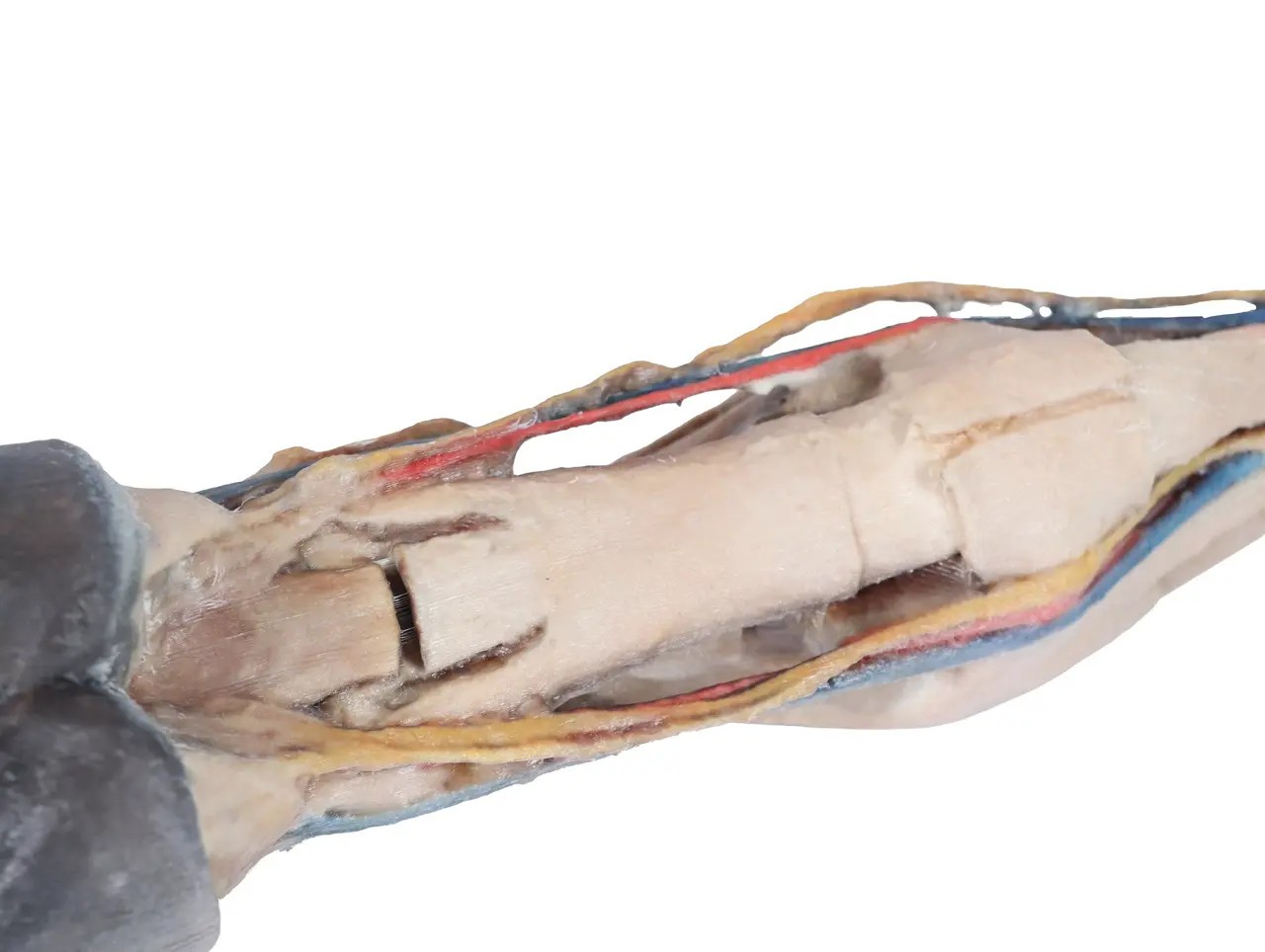 Tendons, Ligaments, Vessels, and Nerves  - Horse Foot 3D Printed 1/3 Size Model - back view close up