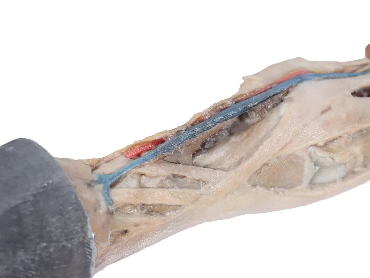 Tendons, Ligaments, Vessels, and Nerves  - Horse Foot 3D Printed 1/3 Size Model - close up side view