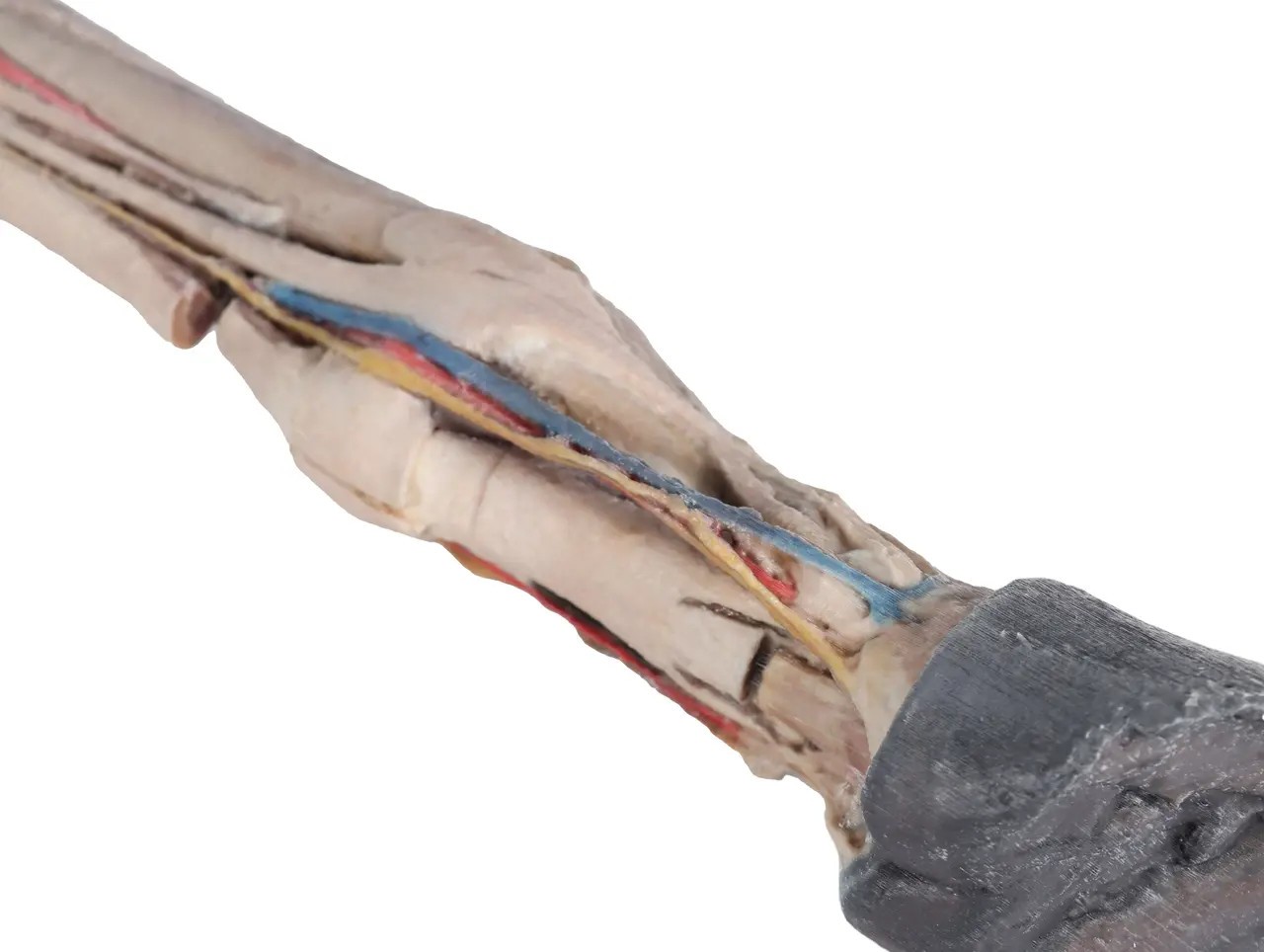 Tendons, Ligaments, Vessels, and Nerves  - Horse Foot 3D Printed 1/3 Size Model - close up front view