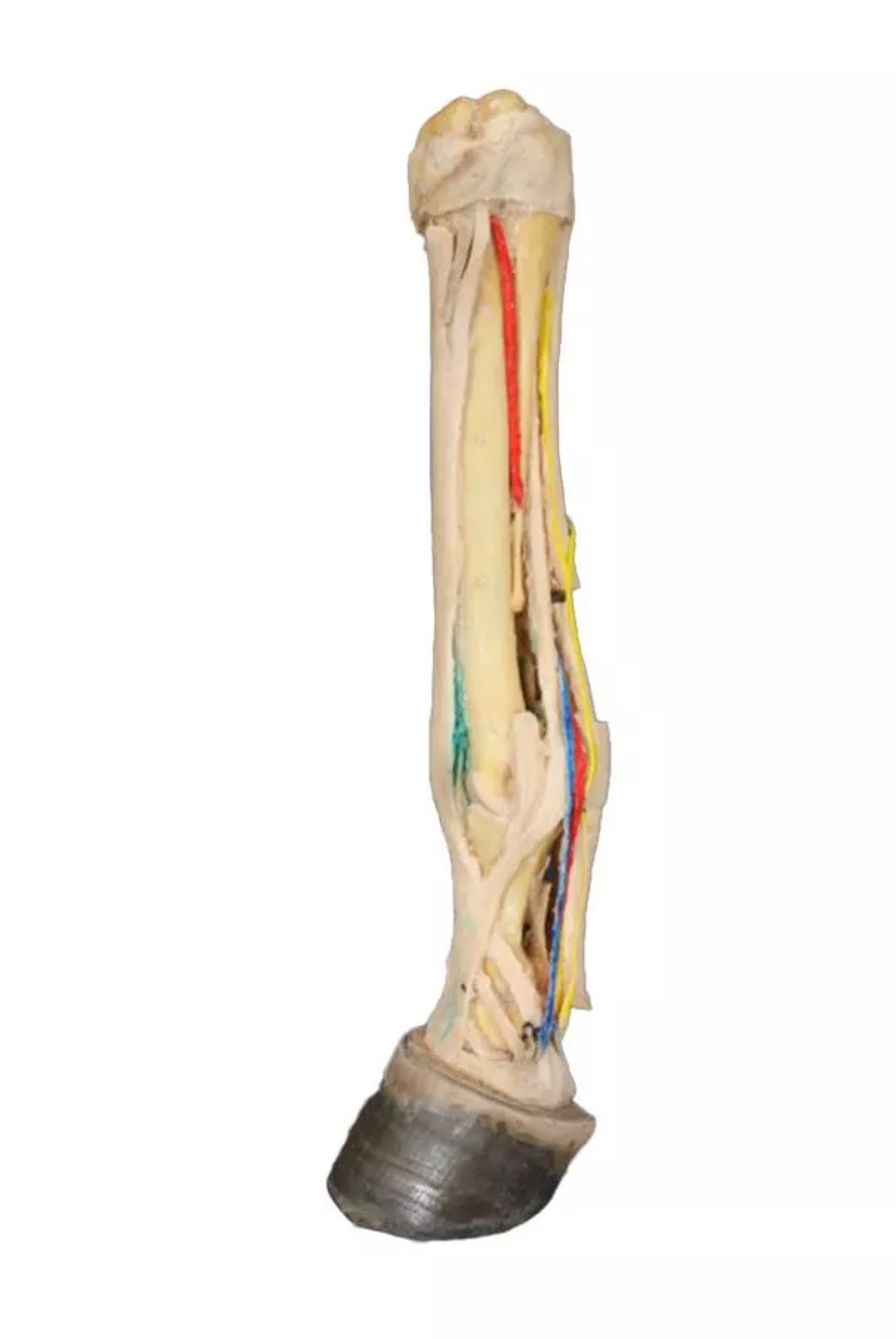 Deep Palmar Dissection - Horse Foot 3D Printed Model - front view