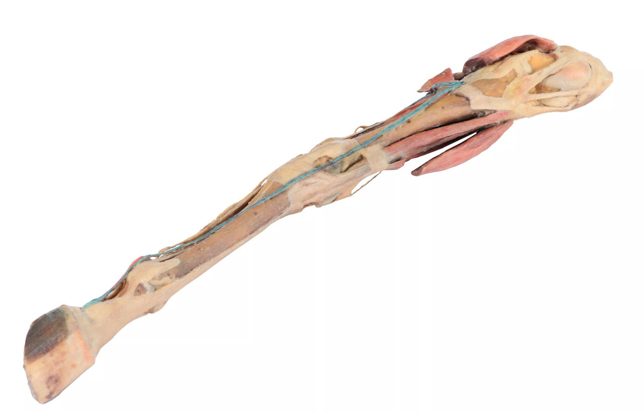 Muscles, Tendons, Ligaments, Vessels, and Nerves Distal to the Stifle - Horse Hindlimb 3D Printed 1/3 Size Model - side view 2